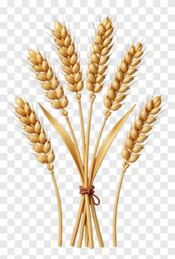 Bundled Wheat Ears PNG