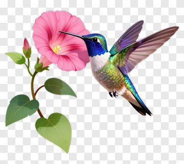 Hummingbird Sipping Nectar From Pink Flower PNG
