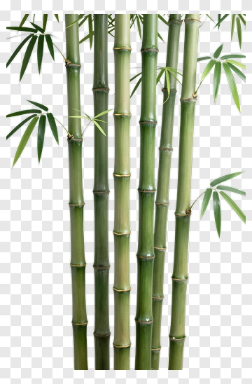 Bamboo PNG