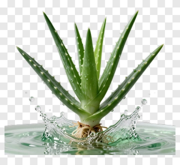 Aloe Vera Plant In Water PNG