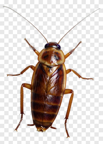 Brown Cockroach On White Surface PNG
