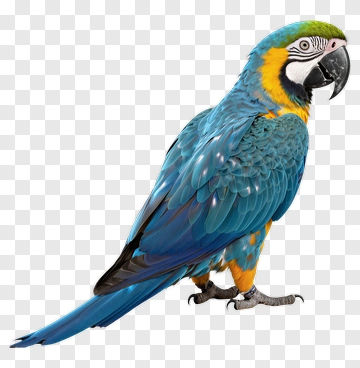 Blue And Yellow Parrot PNG