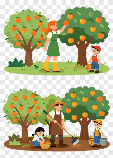 Family Harvesting Oranges In Orchard PNG
