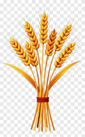 Bunch Of Golden Wheat Stalks PNG