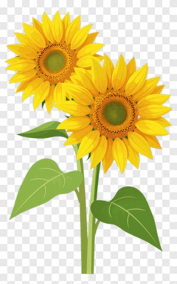 Two Sunflowers PNG