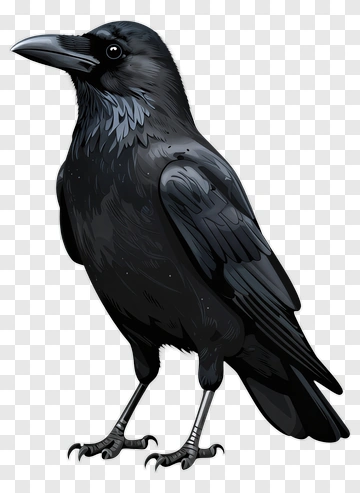 Black Crow Illustration PNG