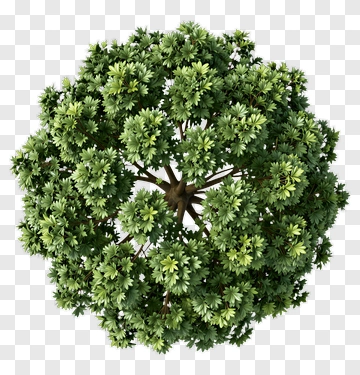Top View Of A Spherical Tree PNG