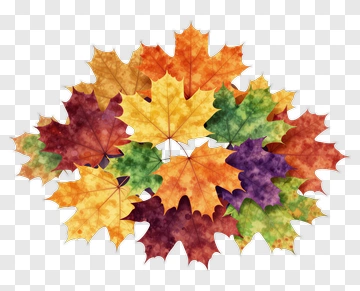 Colorful Maple Leaves In Watercolor Style PNG