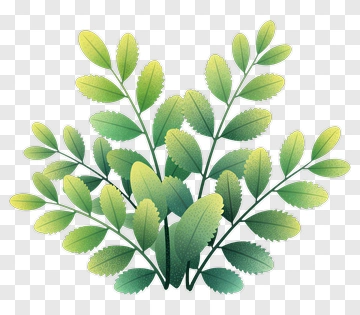 Green Leaf Branch PNG