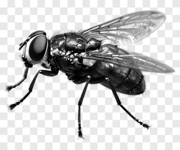 Fly In Monochrome PNG