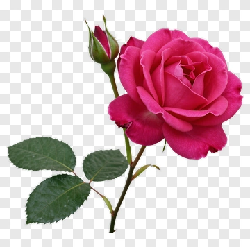Pink Rose With Bud And Leaf PNG