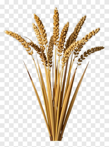 Golden Wheat Stalks PNG