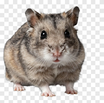 Hamster With Brown Gray And White Fur PNG