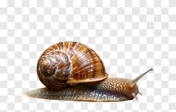 Snail With Detailed Shell And Body PNG