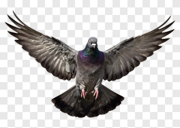 Pigeon In Flight PNG