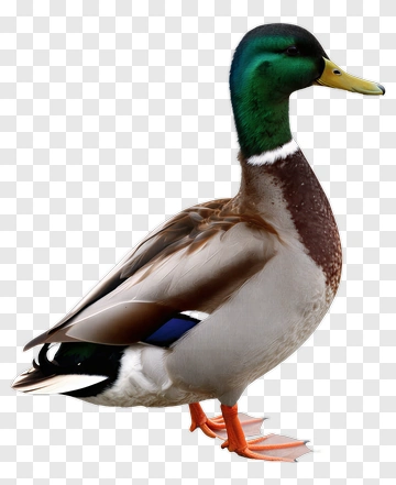 Mallard Duck Standing On Water PNG