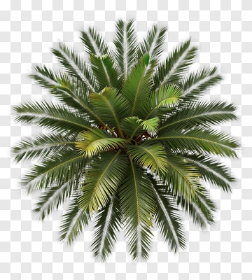 Sago Palm Top View PNG