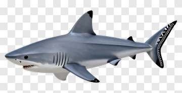 Shark PNG