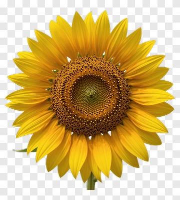 Close-up Of A Sunflower PNG