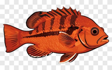 Orange Fish Illustration PNG