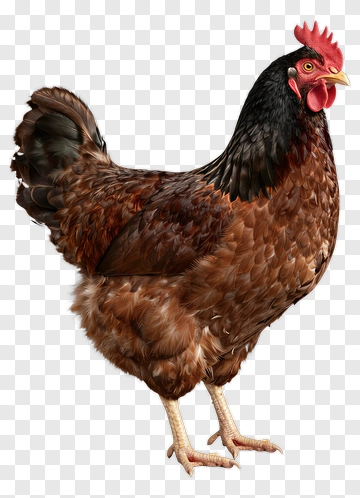 Rooster With Brown And Black Feathers PNG