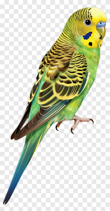 Yellow Green Parrot PNG