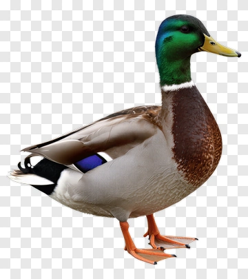Male Mallard Duck PNG