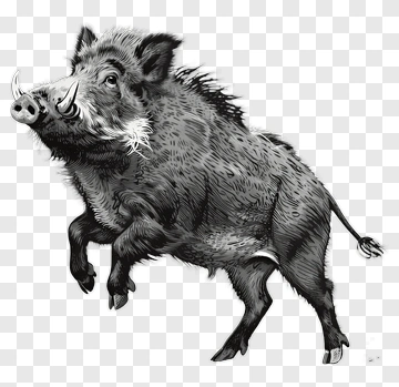 Wild Boar PNG
