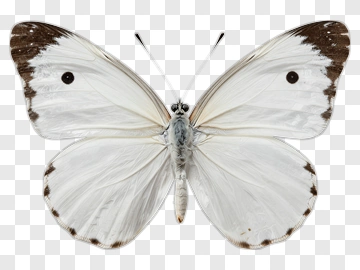 White Butterfly With Brown Wing Edges PNG