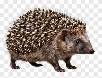 Hedgehog PNG