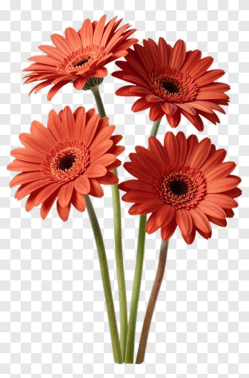 Orange Gerbera Daisy Flowers PNG