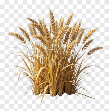 Golden Wheat In Desert PNG