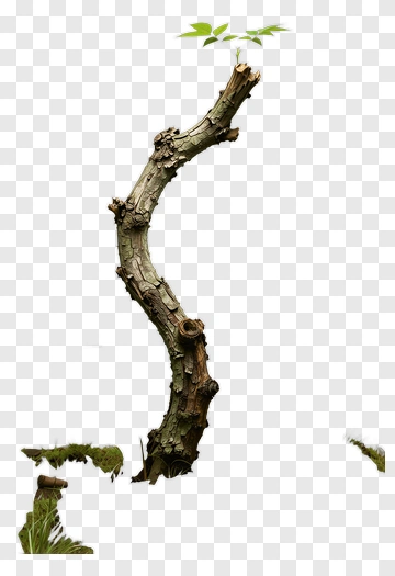Tree Branch With New Growth PNG