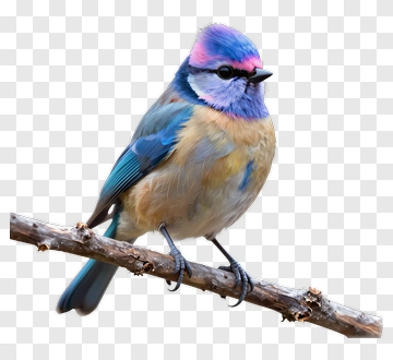 Colorful Bird Perched On Branch PNG