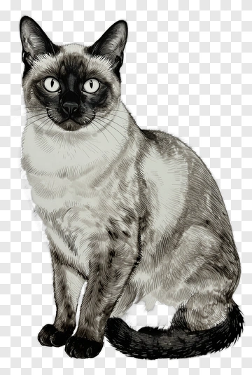 Siamese Cat Drawing PNG