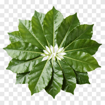 Circular Arrangement Of Green Leaves PNG