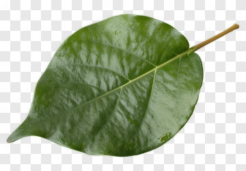 Green Leaf With Stem PNG