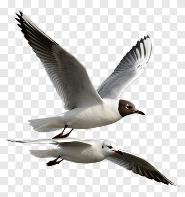 Two Seagulls In Flight PNG