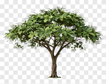 Detailed Tree With Dense Canopy PNG