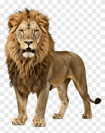 Lion With Full Mane PNG