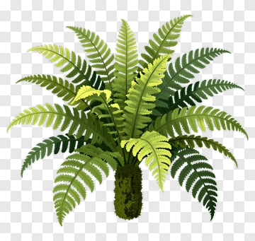 Fern Plant With Green And Yellow Leaves PNG