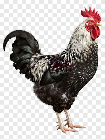 Rooster With Black And White Feathers PNG