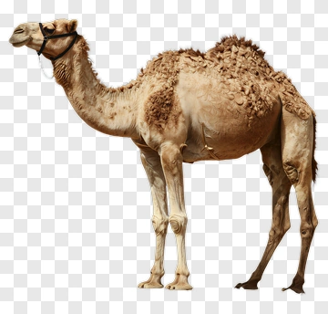 Camel Standing In Desert PNG