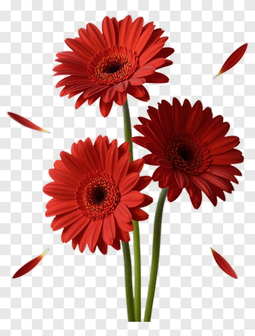 Red Gerbera Daisy Blooms PNG