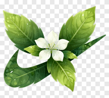 White Flower With Green Leaves PNG