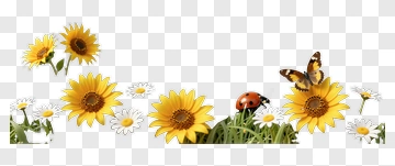 Sunflowers And Butterflies In A Meadow PNG