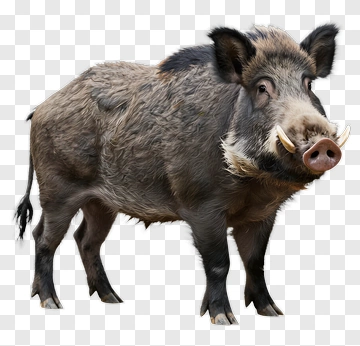 Wild Boar PNG