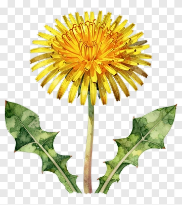Dandelion With Green Leaves PNG