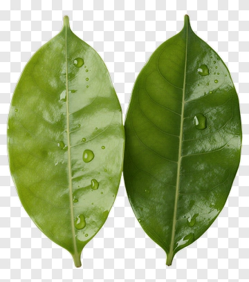 Two Green Leaves With Water Droplets PNG