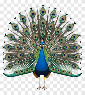 Peacock With Open Tail Feathers PNG